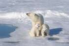 Norway, Svalbard. Polar bear mother and cubs on pack ice in Arctic Ocean. Art Print